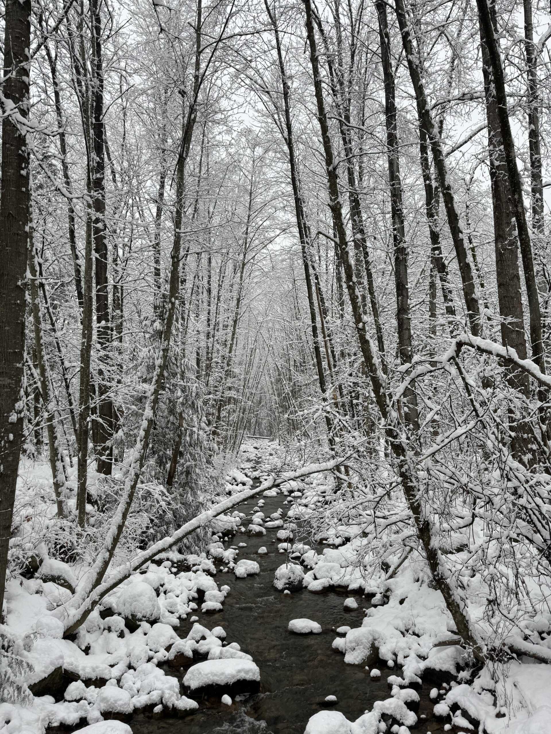 A snow covered creek runs between overarching rows of bare winter trees